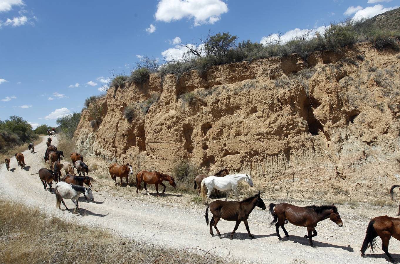 Trashumancia de caballos en Losa del Obispo