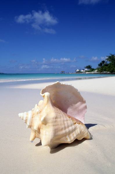 Rooster Cay, relax para Eddie Murphy. Eddie Murphy, uno de los actores mejor pagados del mundo del espectáculo, encontró su pequeña isla a cinco minutos de Nassau, también en Las Bahamas. Por 15 millones de dólares compró en 2007 un islote de unas 15 hectáreas.