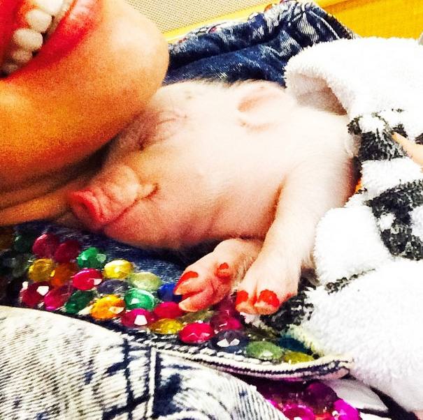 Bubba Sue, la cerdita de Miley Cyrus