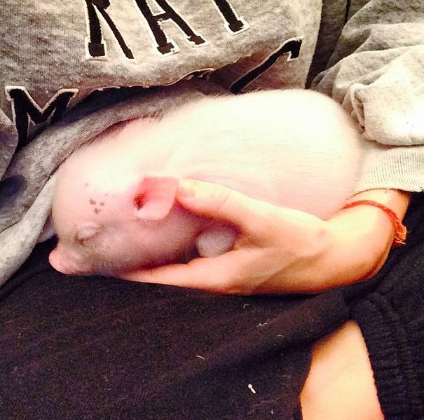 Bubba Sue, la cerdita de Miley Cyrus