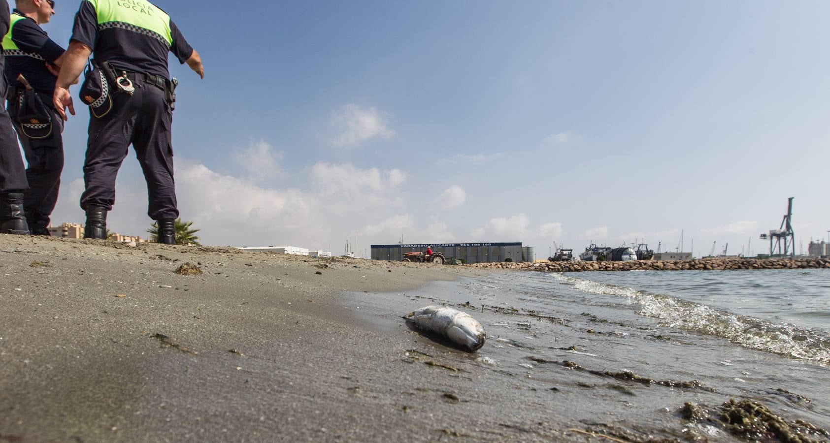 Cierran la playa de San Gabriel tras aparecer centenares de peces muertos