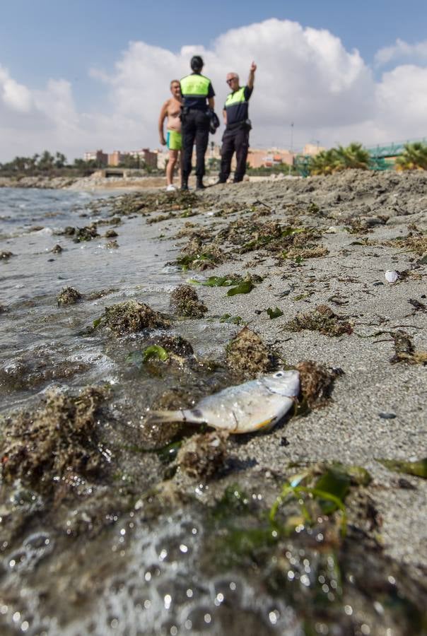 Cierran la playa de San Gabriel tras aparecer centenares de peces muertos