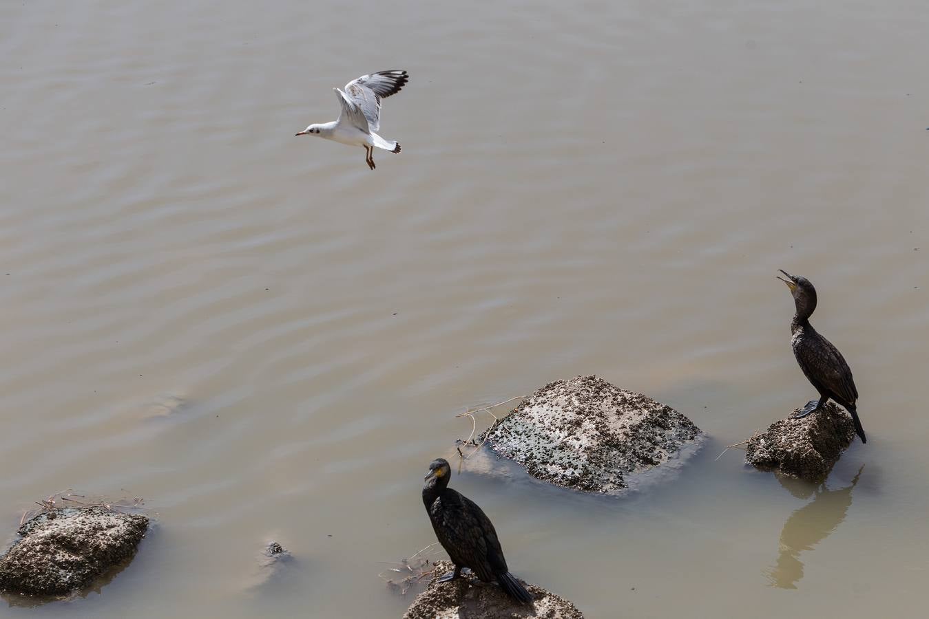 El PSPV denuncia aguas fecales y peces muertos en el Barranco de las Ovejas