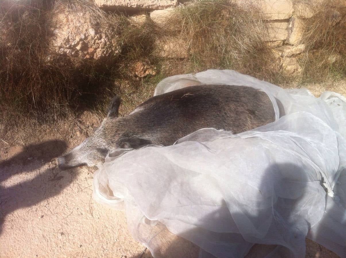 Complicado rescate de un jabalí caído en una acequia en Godella