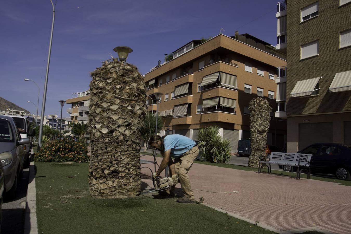 Cortan palmeras en Callosa por el picudo