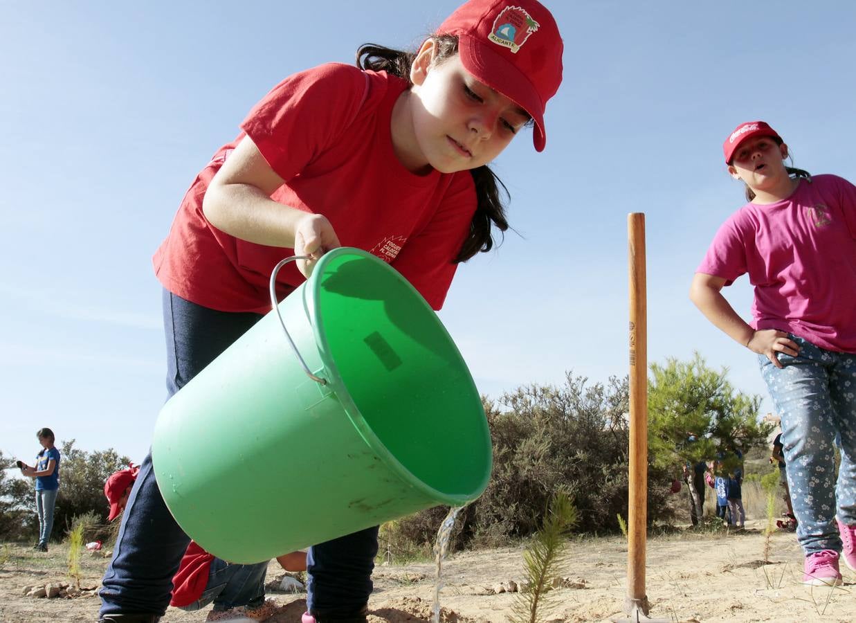 Las Hogueras celebran el Día del Árbol