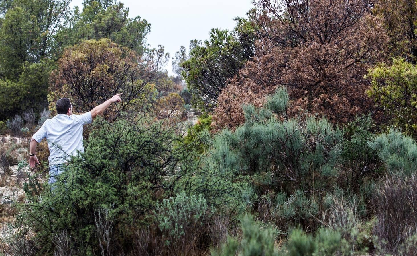 Pinos enfermos y secos en Monnegre