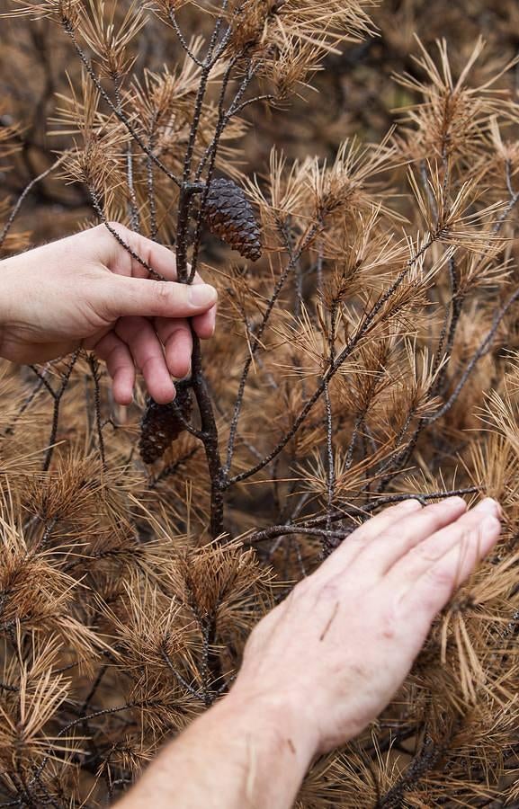 Pinos enfermos y secos en Monnegre