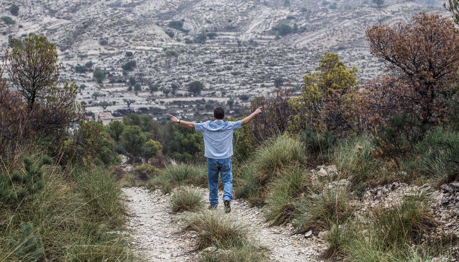 Pinos enfermos y secos en Monnegre