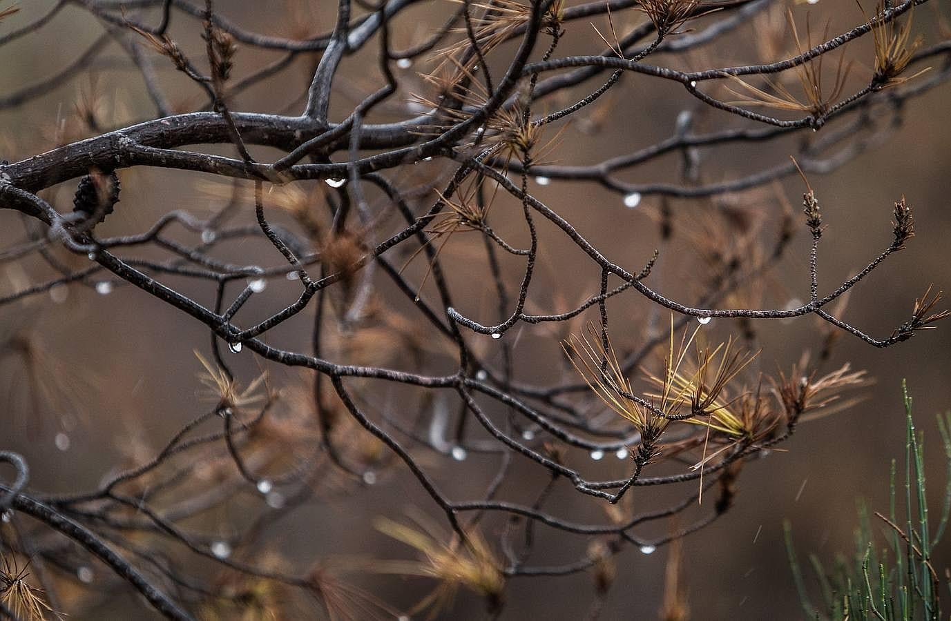 Pinos enfermos y secos en Monnegre