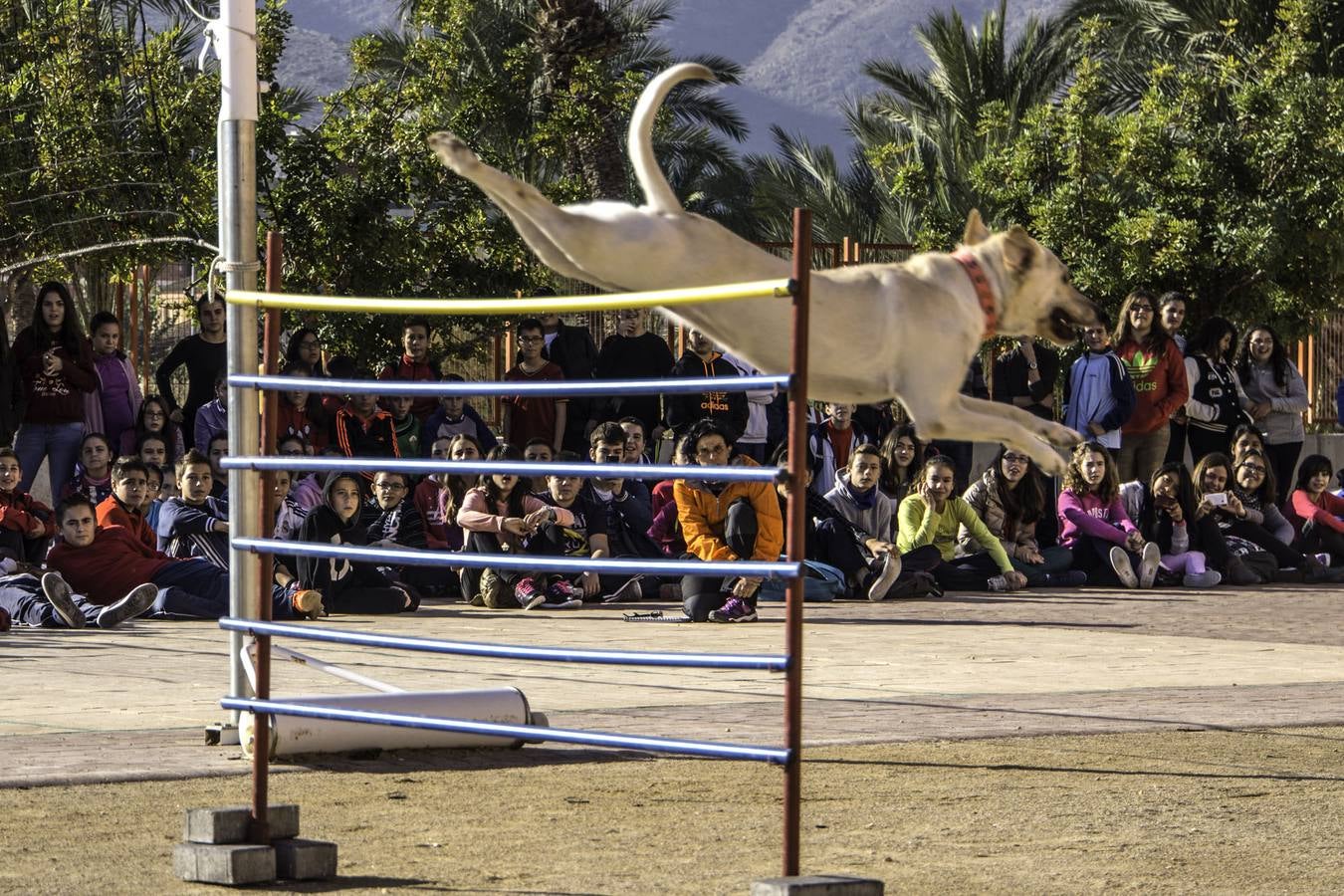 Academia de perros de rescate