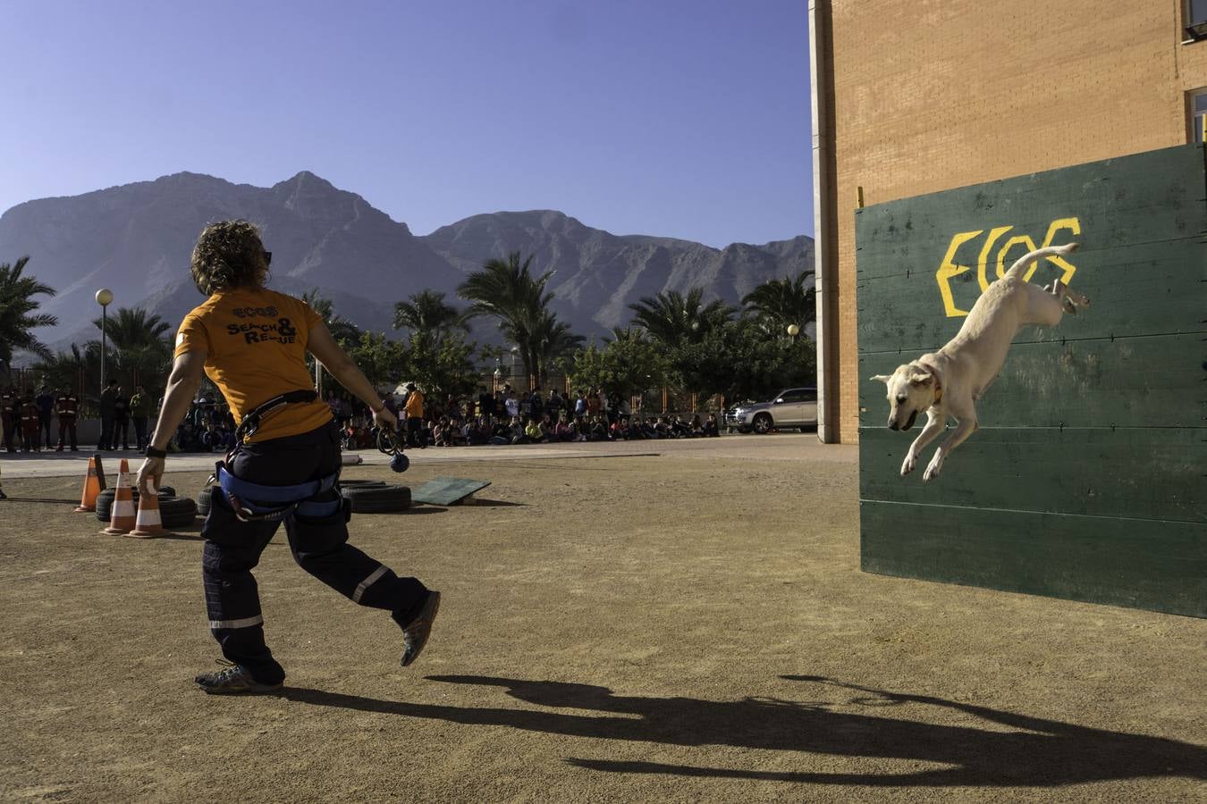 Academia de perros de rescate