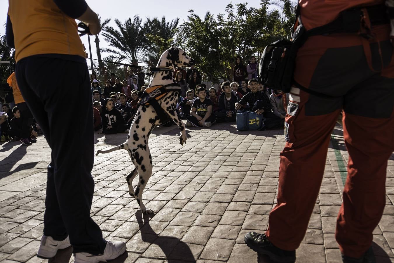 Academia de perros de rescate