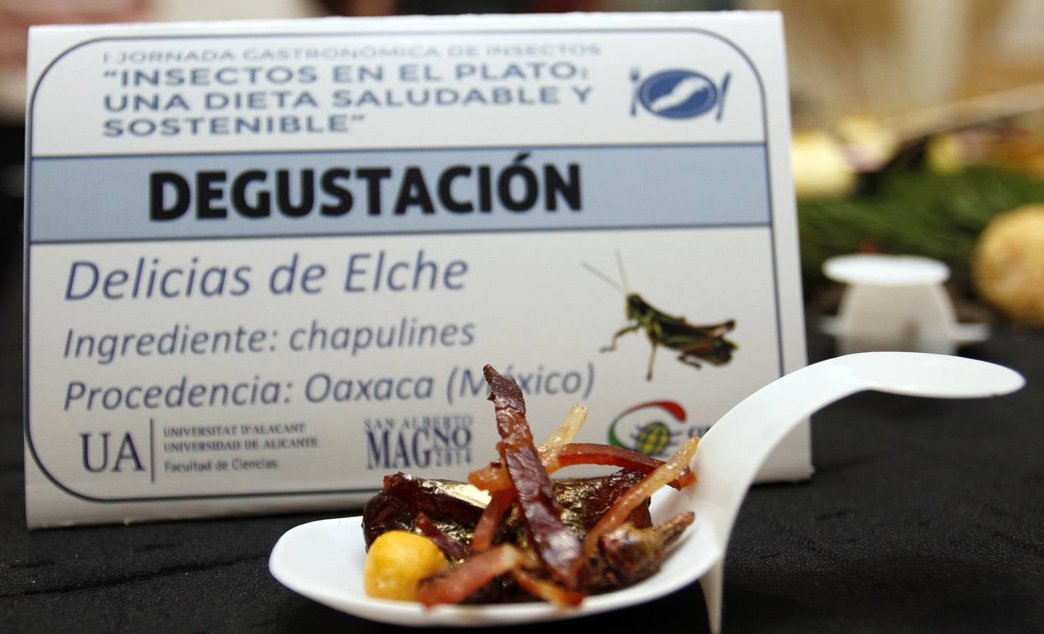 &#039;Insectos en el plato&#039; en la UA