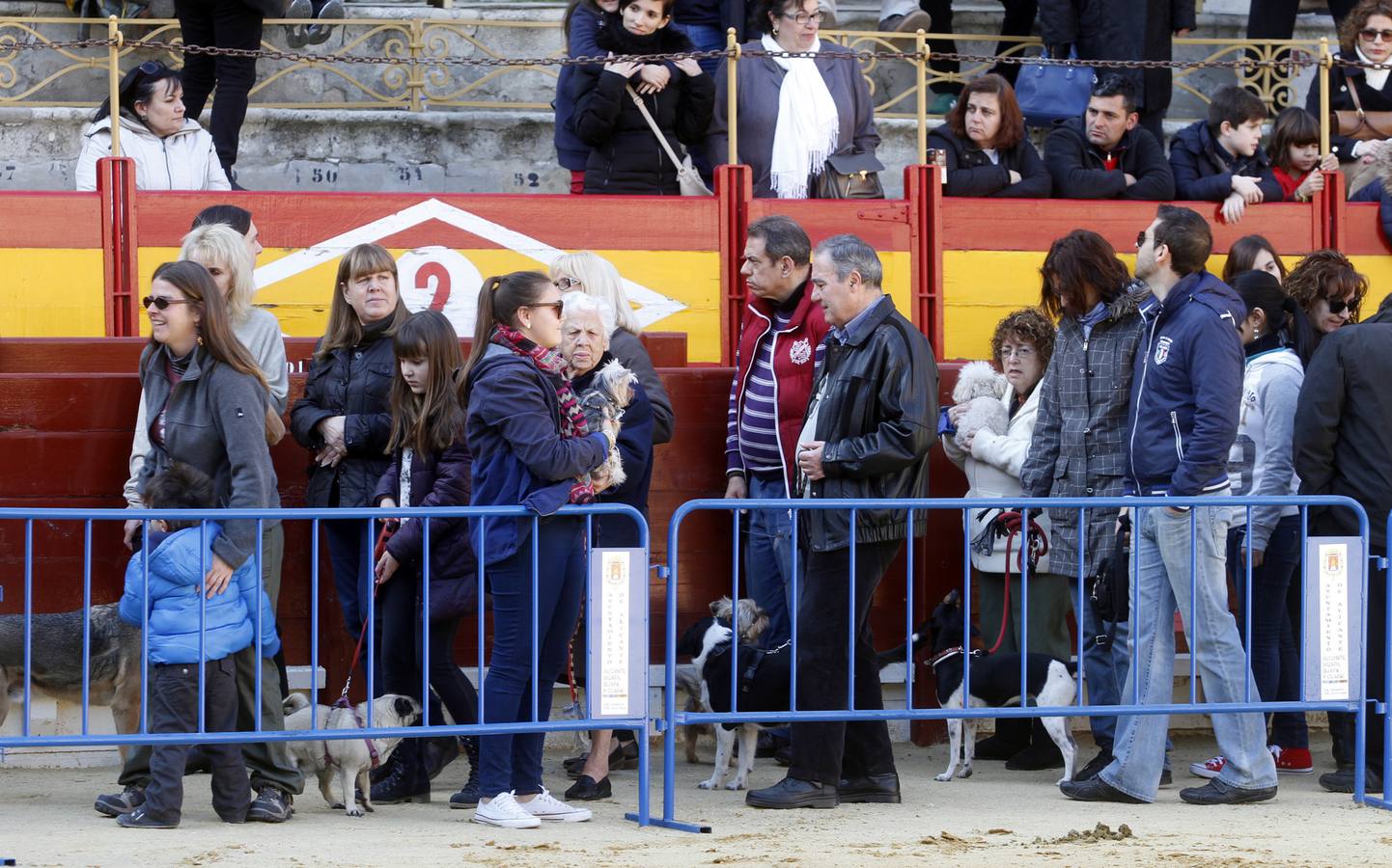 Día de San Antón en Alicante