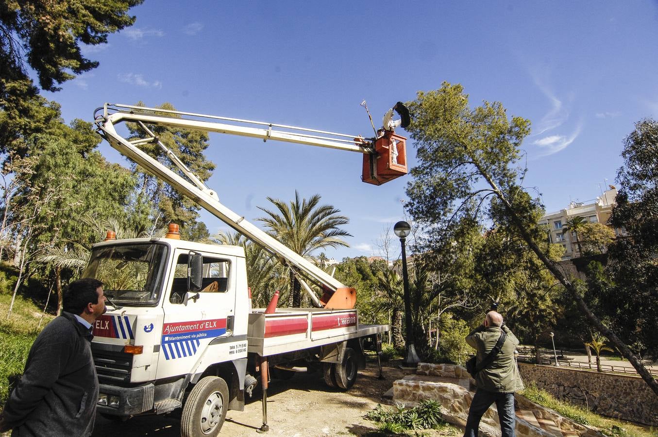 Lucha contra la procesionaria de los pinos de Elche