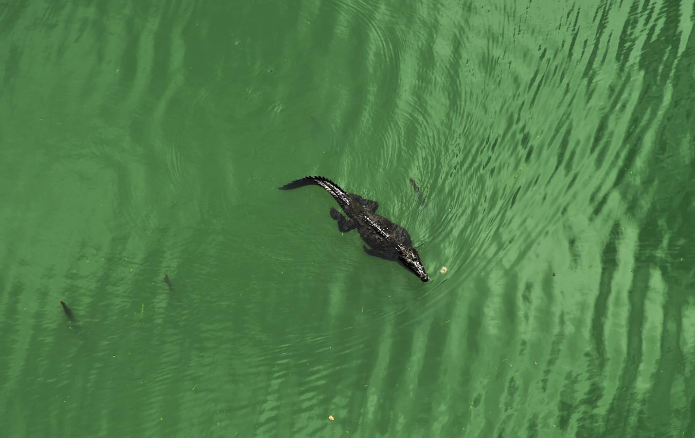 Espectaculares imágenes del Canal de Panamá