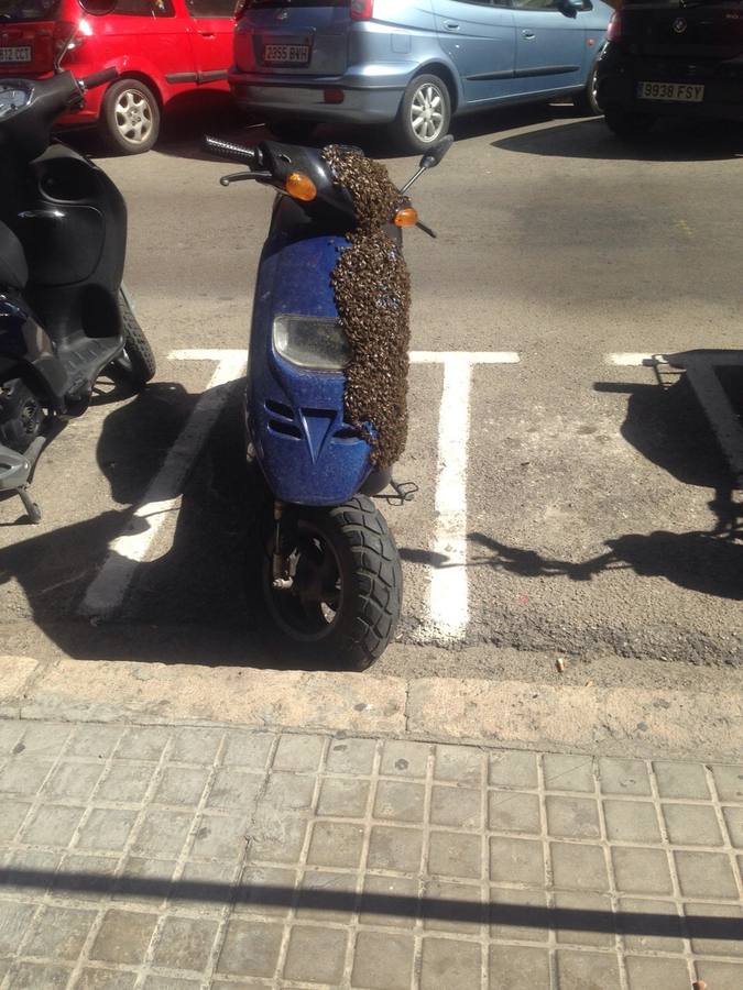 Un enjambre de abejas en una moto moviliza a los bomberos