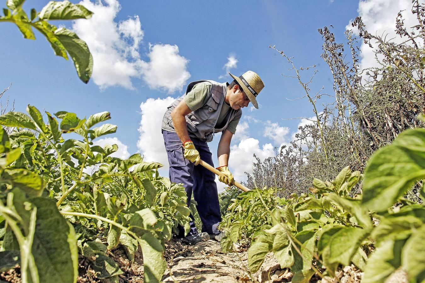 Calabacines para la esperanza