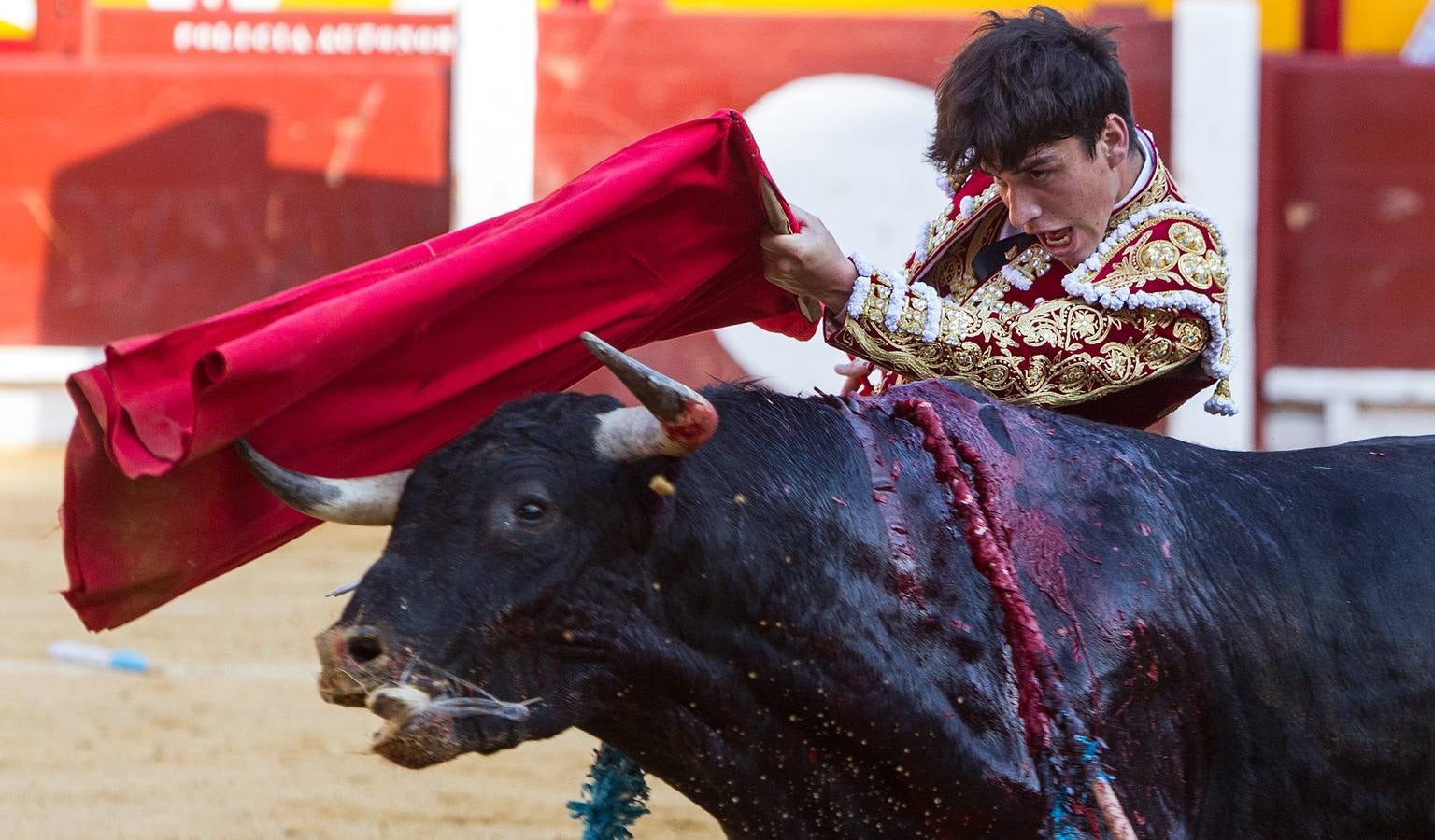 Novillada en la Plaza de Toros de Alicante