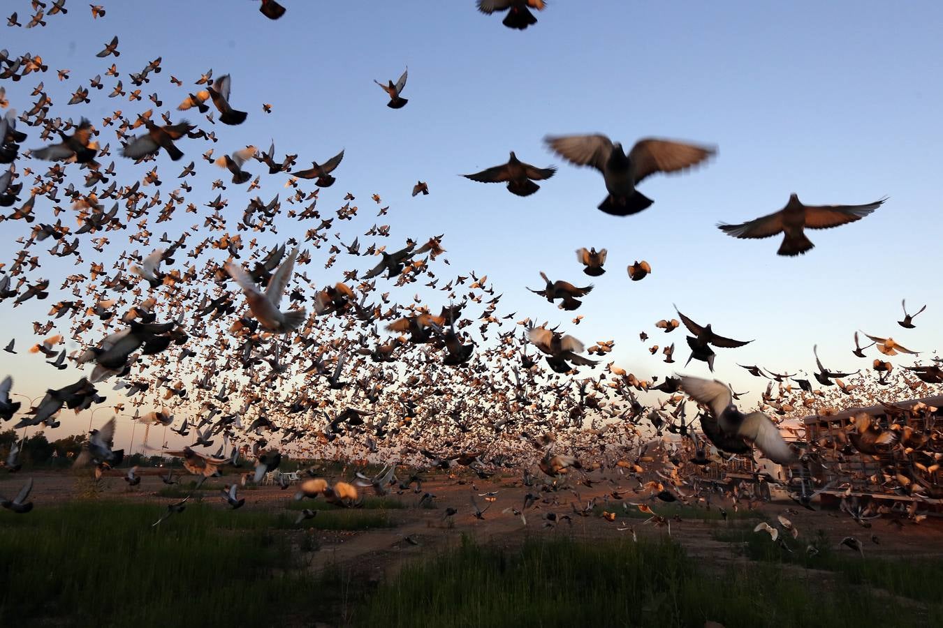 70.000 palomas, de Valencia a Portugal