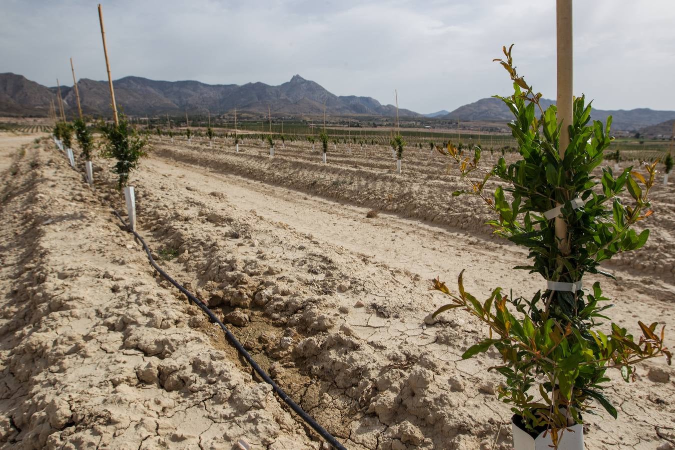 Explotación agrícola de Agost