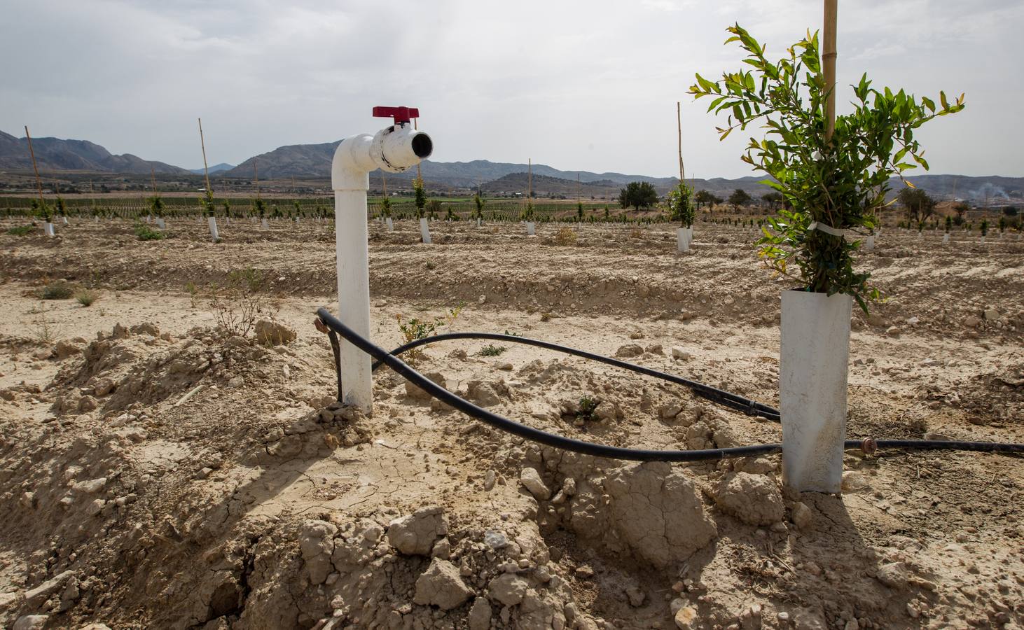 Explotación agrícola de Agost