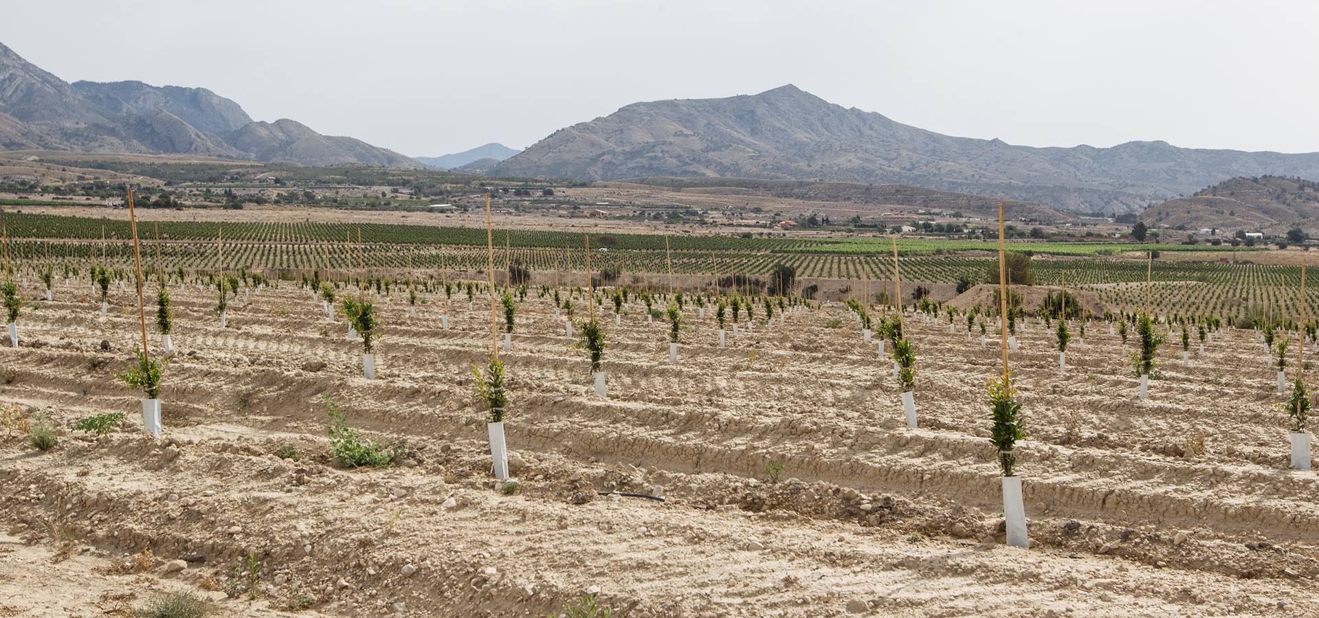 Explotación agrícola de Agost