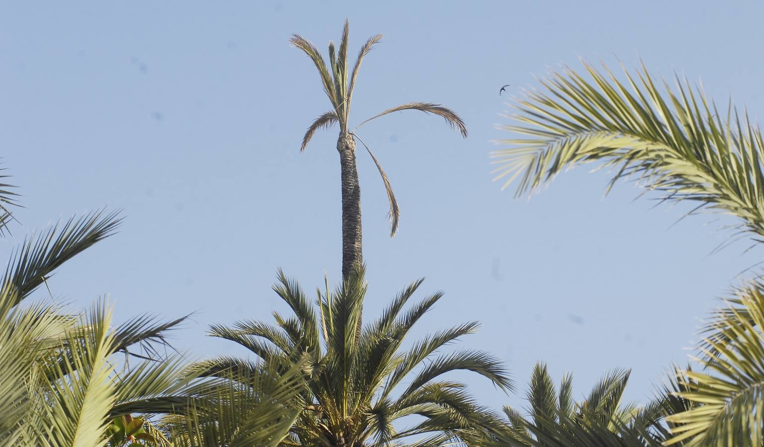 Talan la palmera más alta del casco urbano de Elche