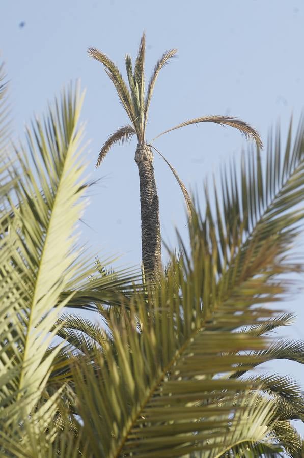 Talan la palmera más alta del casco urbano de Elche