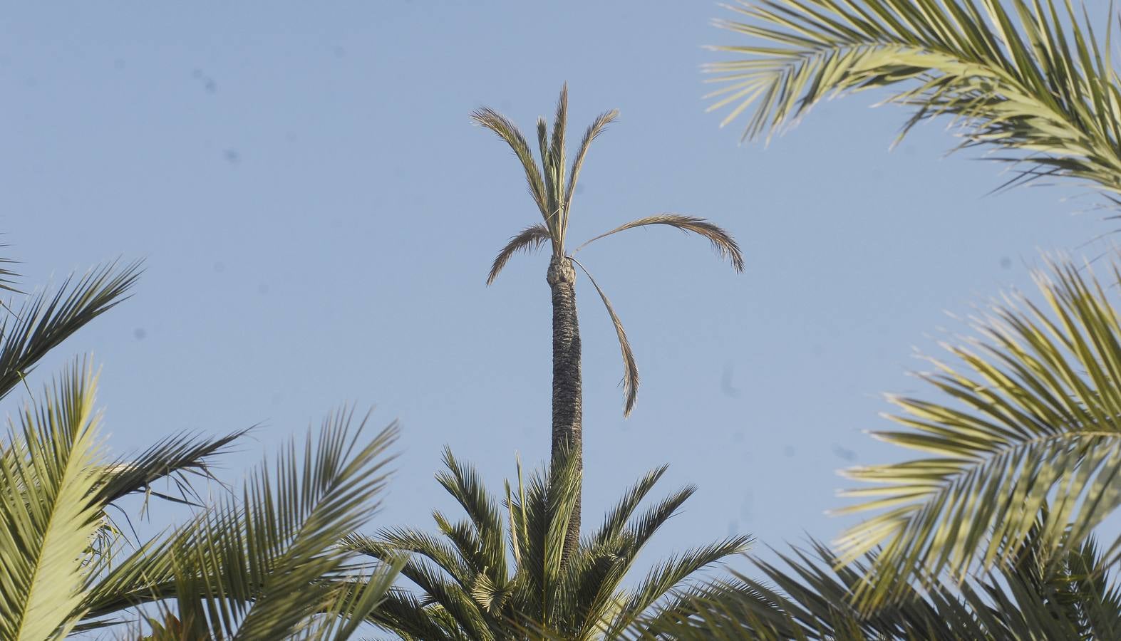 Talan la palmera más alta del casco urbano de Elche