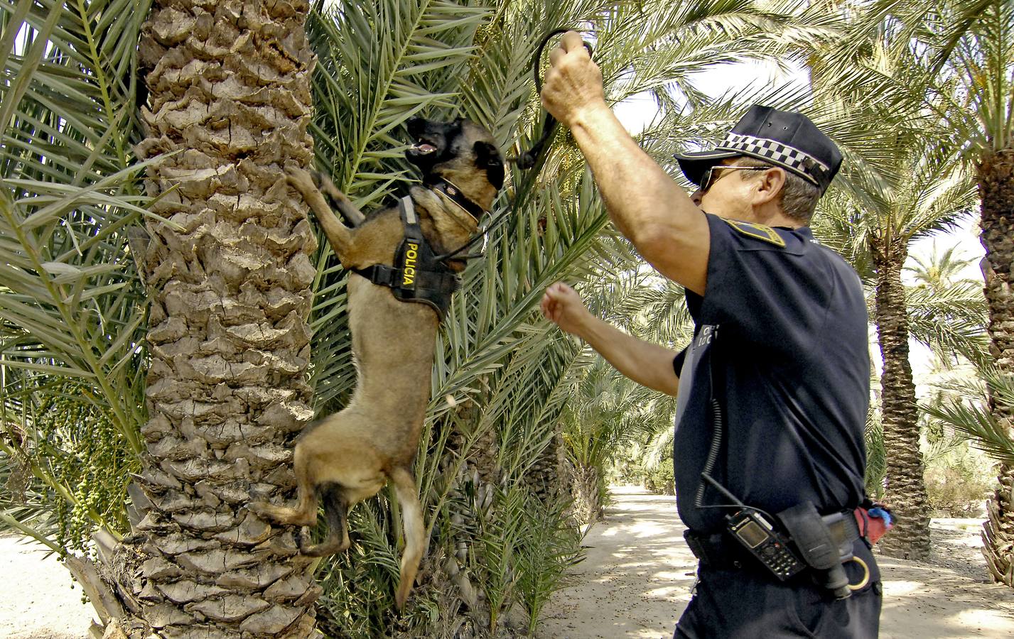 Unidad canina de la Policía Local de Elche