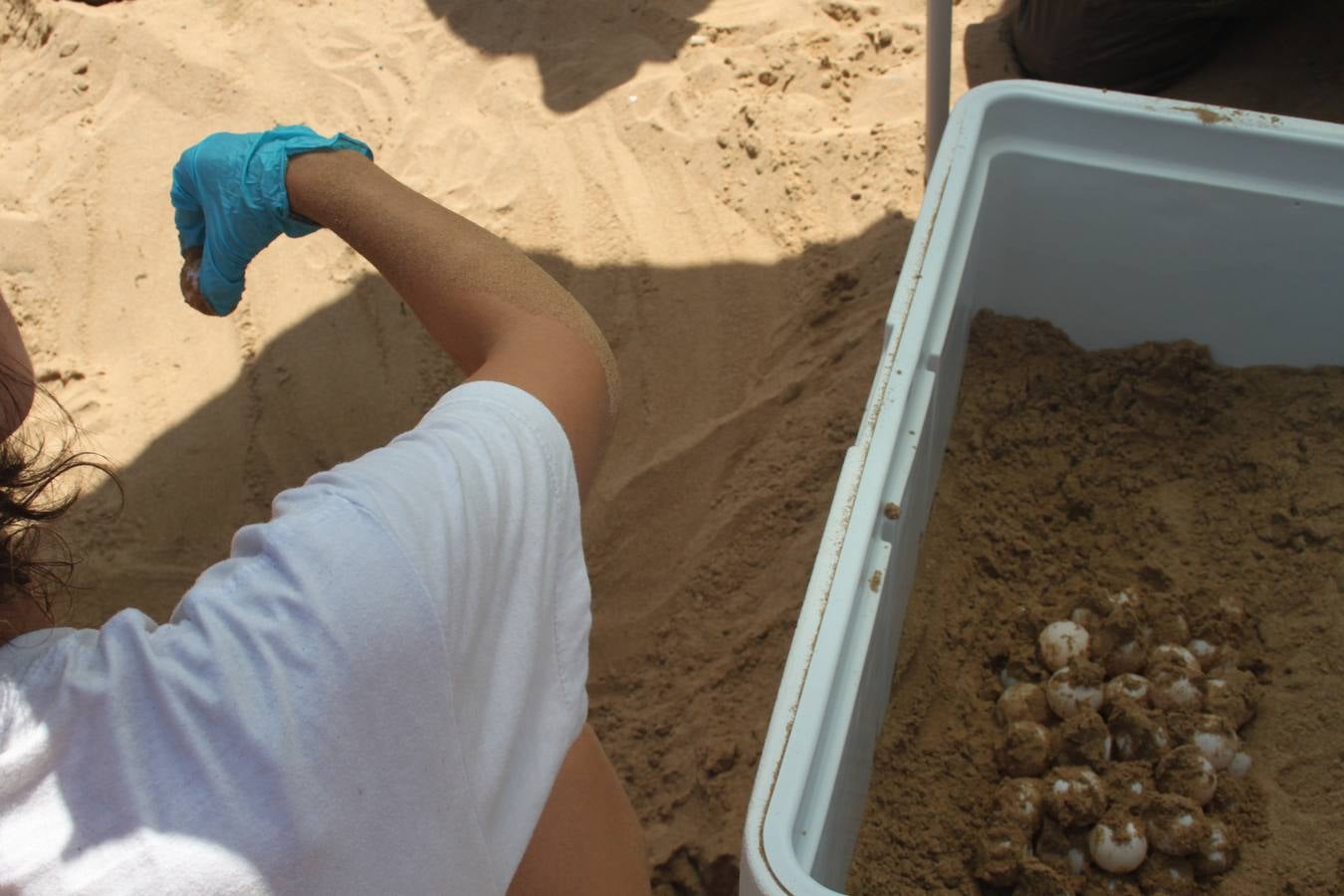 Encuentran una tortuga boba desovando en la playa de La Mata