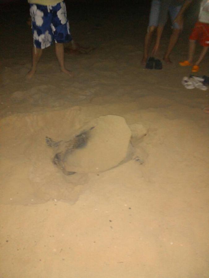 Encuentran una tortuga boba desovando en la playa de La Mata