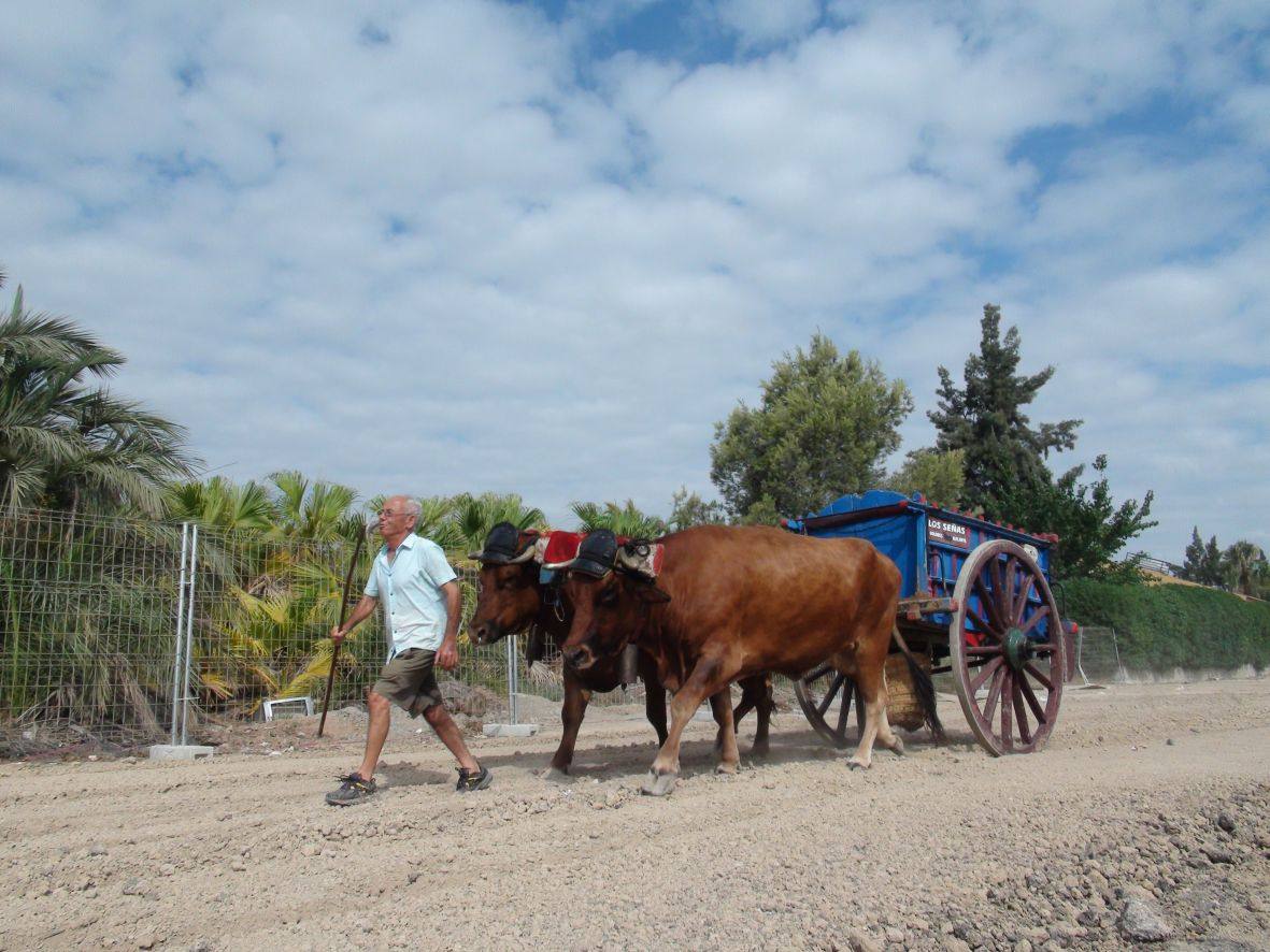 Carrera de burros y asnos de Dolores