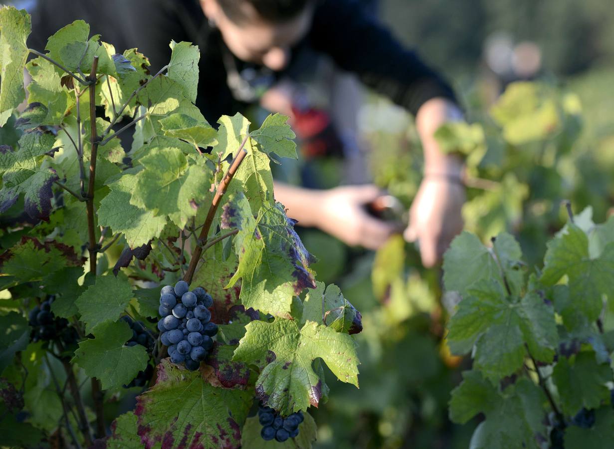 El frescor de la noche que da aroma al vino