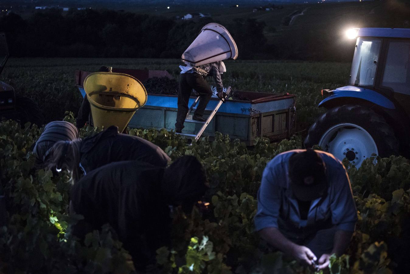 El frescor de la noche que da aroma al vino