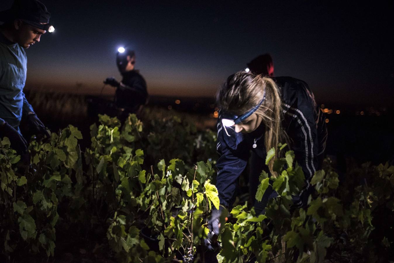 El frescor de la noche que da aroma al vino