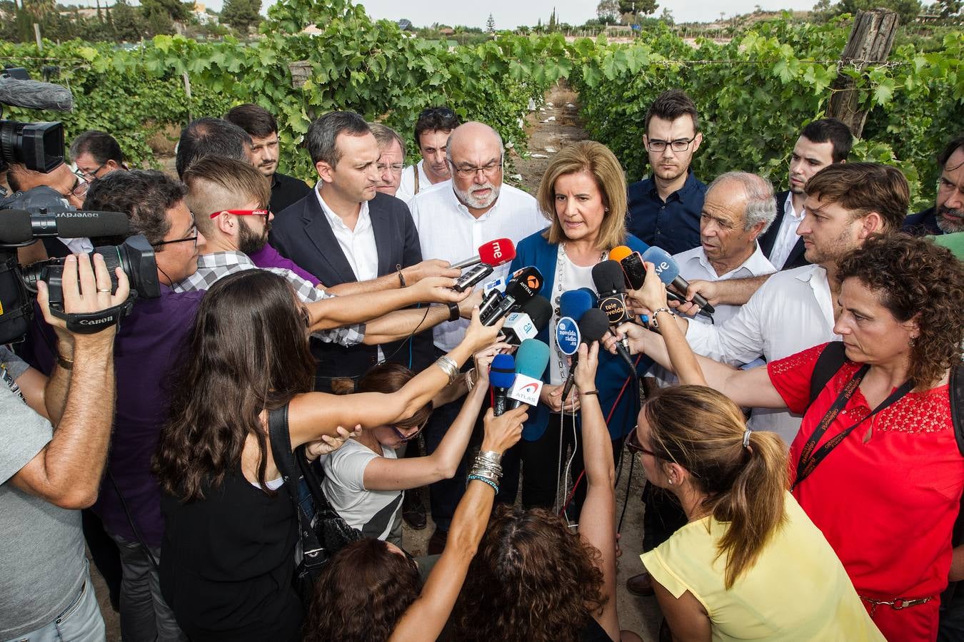 Primer corte de la uva de mesa del Vinalopó