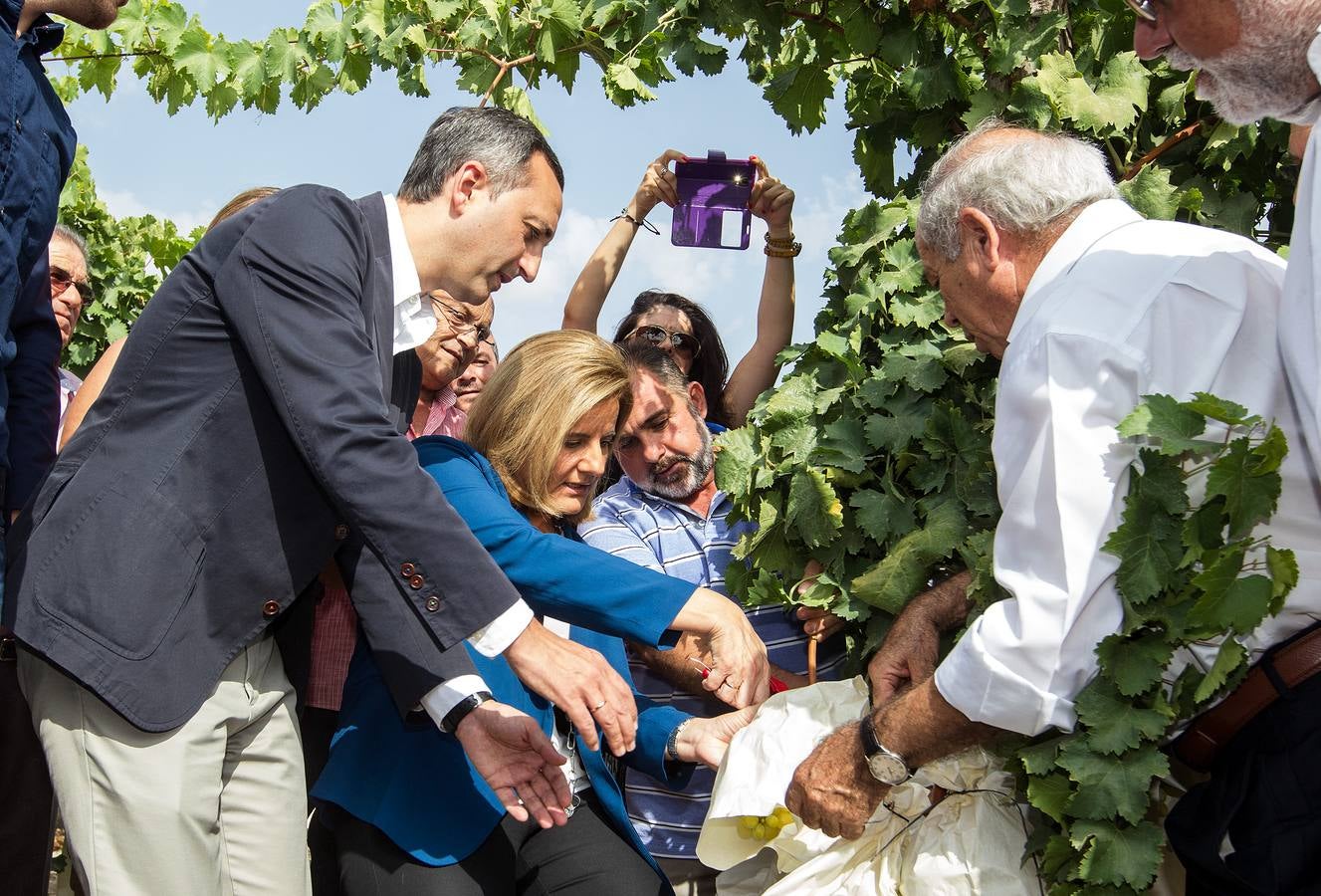 Primer corte de la uva de mesa del Vinalopó