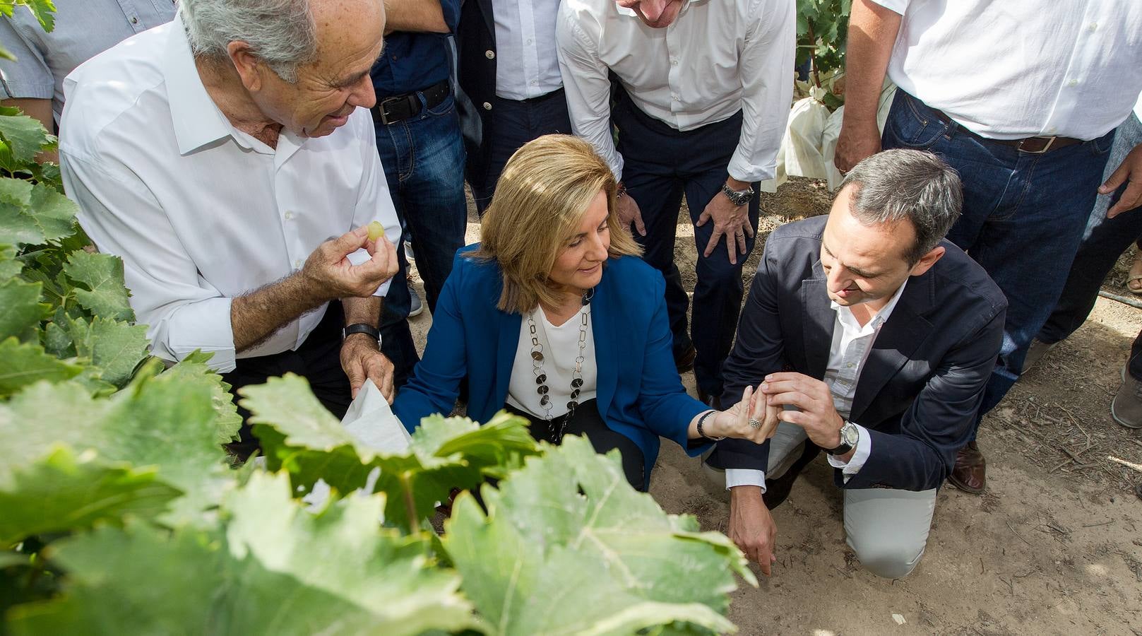 Primer corte de la uva de mesa del Vinalopó