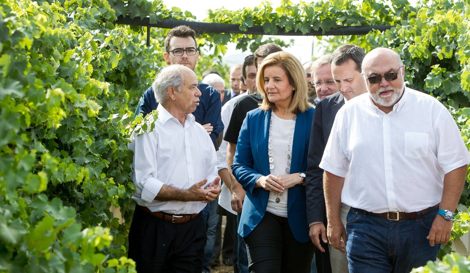 Primer corte de la uva de mesa del Vinalopó