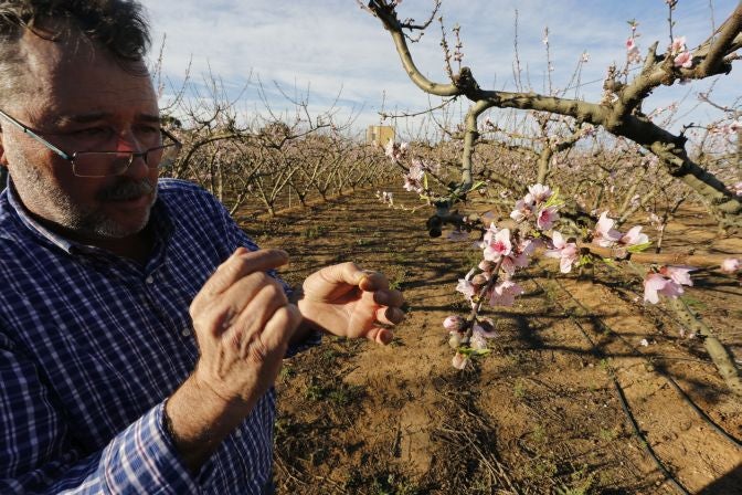 El cálido invierno asfixia al campo