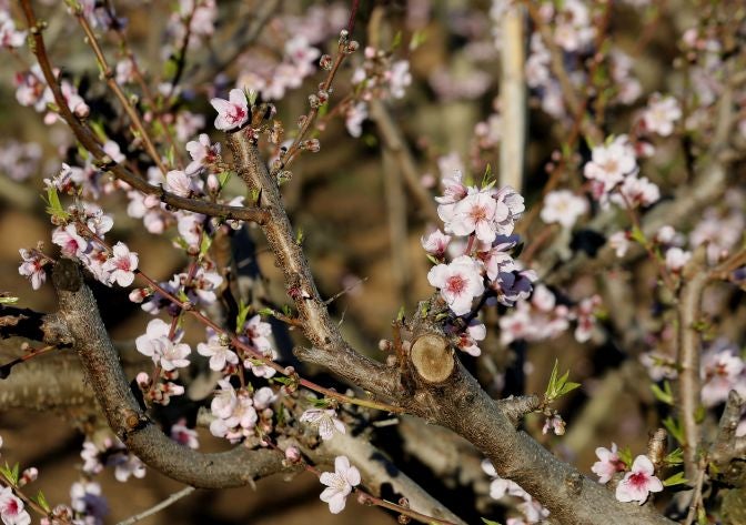 El cálido invierno asfixia al campo