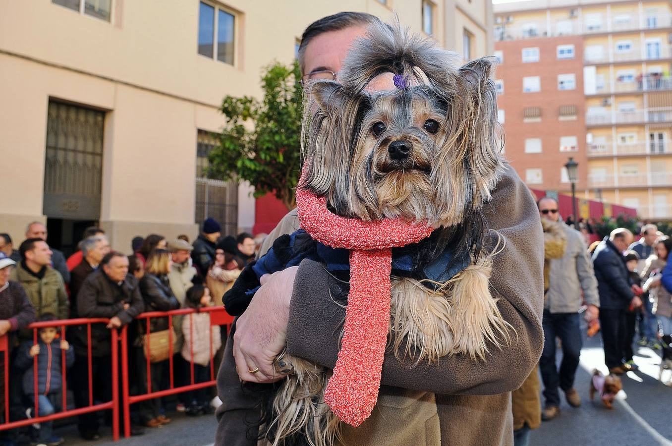 Bendición de animales en San Antonio (II)