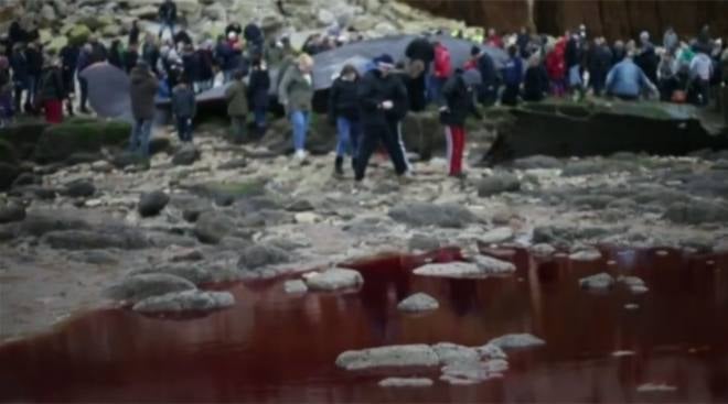 Oleada de cachalotes muertos