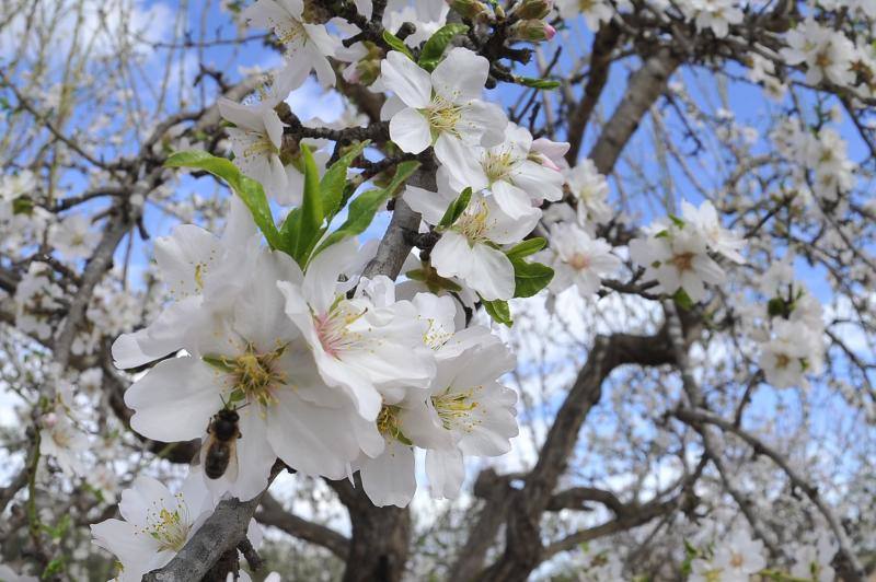 El cálido y seco invierno hace peligrar diez millones de kilos de almendras