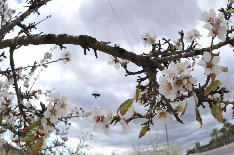 El cálido y seco invierno hace peligrar diez millones de kilos de almendras