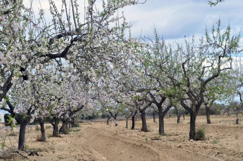 El cálido y seco invierno hace peligrar diez millones de kilos de almendras