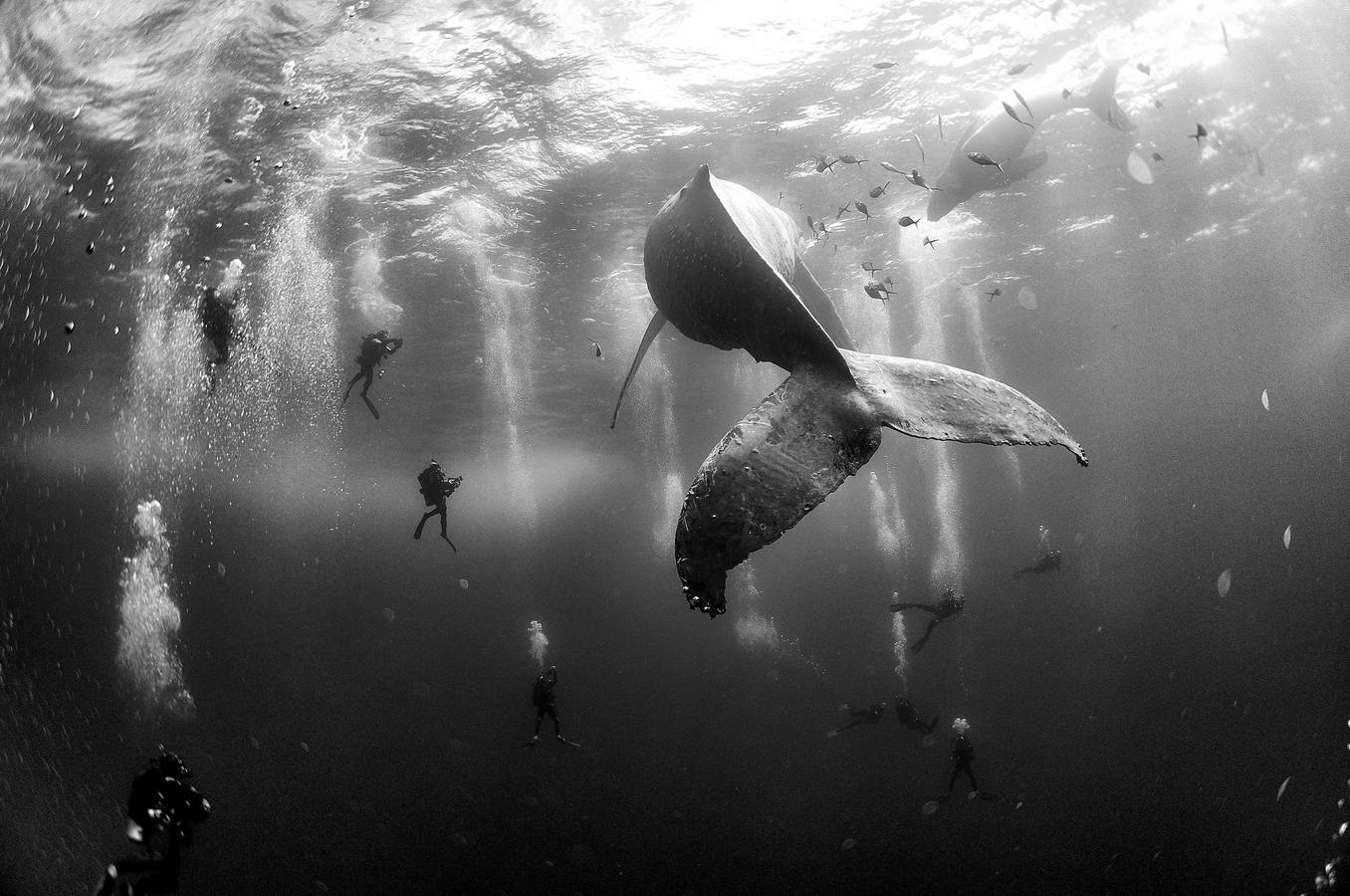 Imagen captada por el fotógrafo mexicano Anuar Patjane Floriuk galardonada con el segundo premio Nature (Naturaleza). La fotografía muestra a un grupo de submarinistas junto a una ballena jorobada y su cría en aguas de Roca Partida, en las islas Revillagigedo, México, el 28 de enero de 2015.